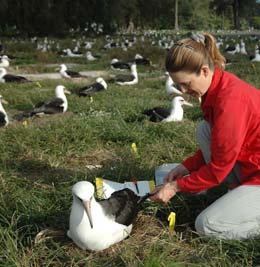 Figure 4, Dr. Ann Edwards and Laysan albatross