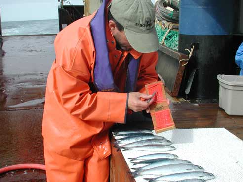 scientists taking salmon scale samples 