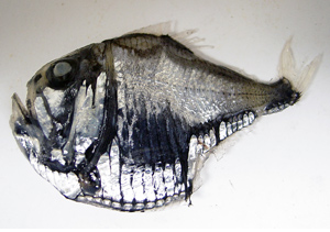 Figure 2, hatchetfish