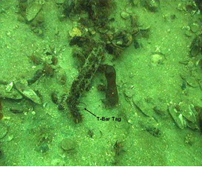 figure 4, tagged sea cucumber