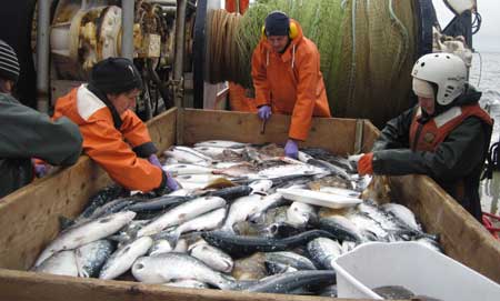 sorting chum salmon catch in the bering sea