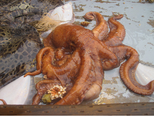 giant Pacific octopus