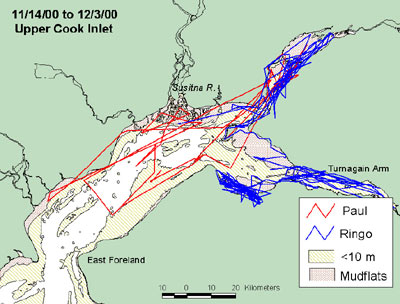 map of Cook Inlet beluga whale tagging 14 Nov. to 3 Dec. 2000