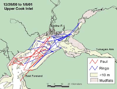 map of Cook Inlet beluga whale tagging 26 Dec. 2000 to 8 Jan. 2001
