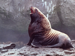 picture of a bull Steller sea lion
