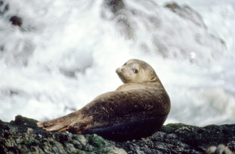 photo of a harbor seal