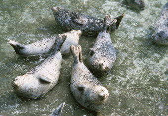 photo of group of harbor seals