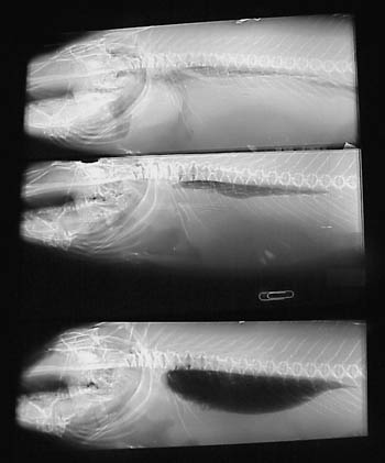 radiographic images of Pacific cod
