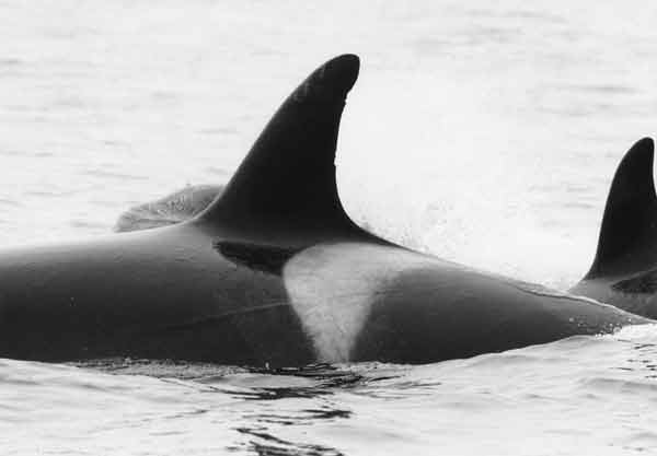 photo of offshore type killer whale; see photo for more info