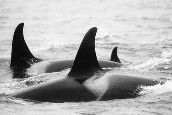 photo of group of resident-type killer whales; see caption