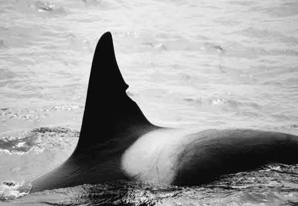 photo of transient type killer whale; see caption for more info