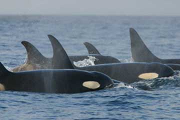 group of resident killer whales