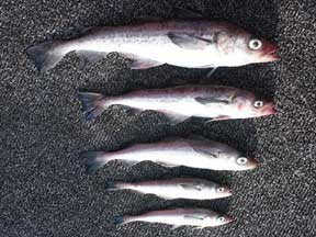 photo of multiple age groups of walleye pollock