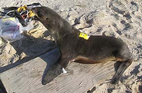 photo of northern fur seal with satellite instrument attached
