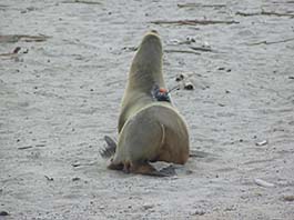 photo of California sea lion with FastLoc GPS instrument attached