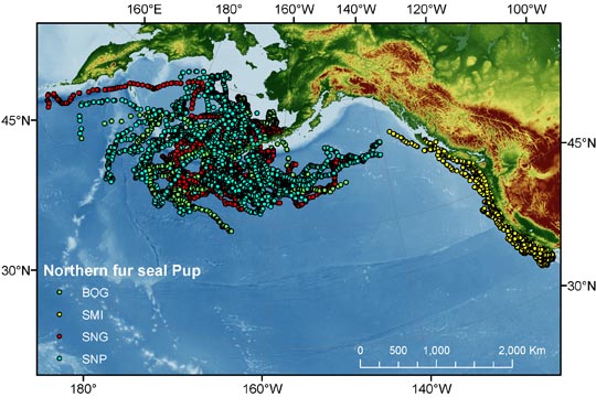 Map showing winter movement patterns of northern fur seals