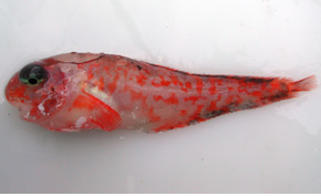 newly described snailfish species