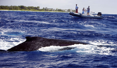 humback whale and researchers