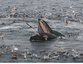 Figure 2, humpback whale