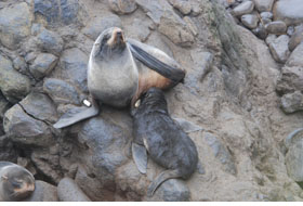 Figure 1, adult female northern fur seal