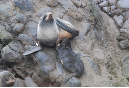 adult female northern fur seal
