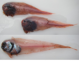 pectoral and broadfin snailfish