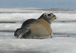 beareded seal