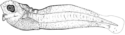 flabby sculpin larva