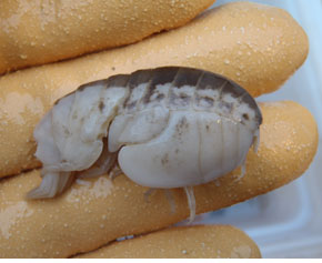 Stegocephalidae amphipod