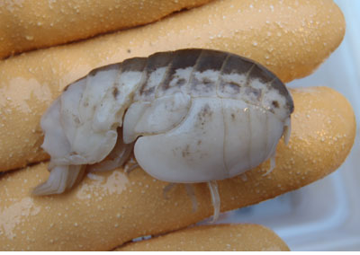 stegocephalidae amphipod