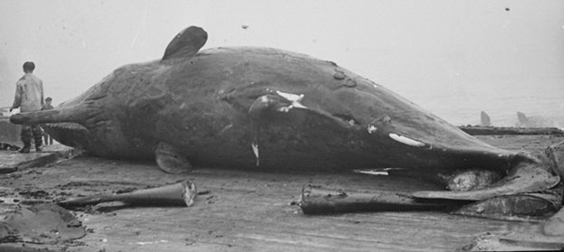 dead sperm whale