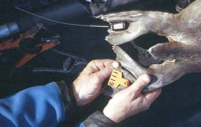 photo of transmitter being attached to harbor seal flipper  (32662 bytes)