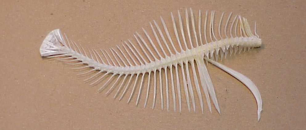 Curlfin sole vertebrae
