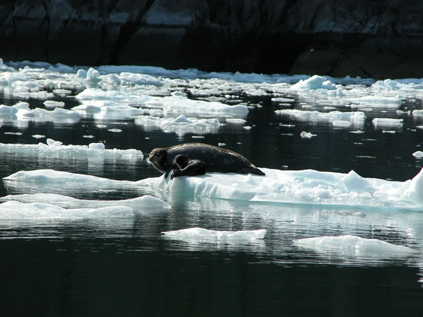 harbor seals and glacial ice
