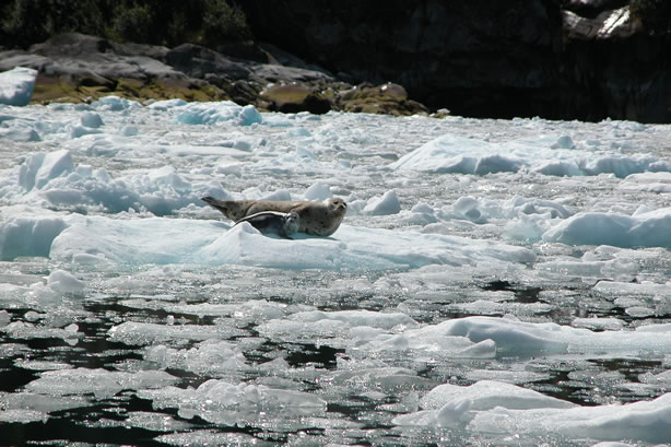 harbor seals and glacial ice