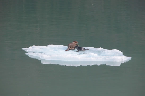 harbor seals and glacial ice