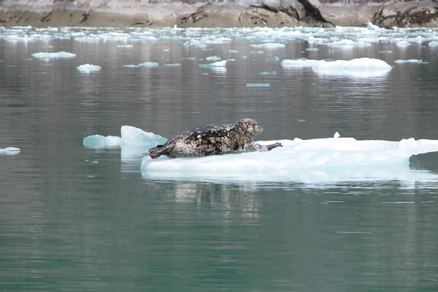 harbor seals and glacial ice