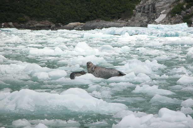 harbor seals and glacial ice