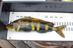 Measuring Atka mackerel length.