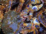 St. Paul blue king crab